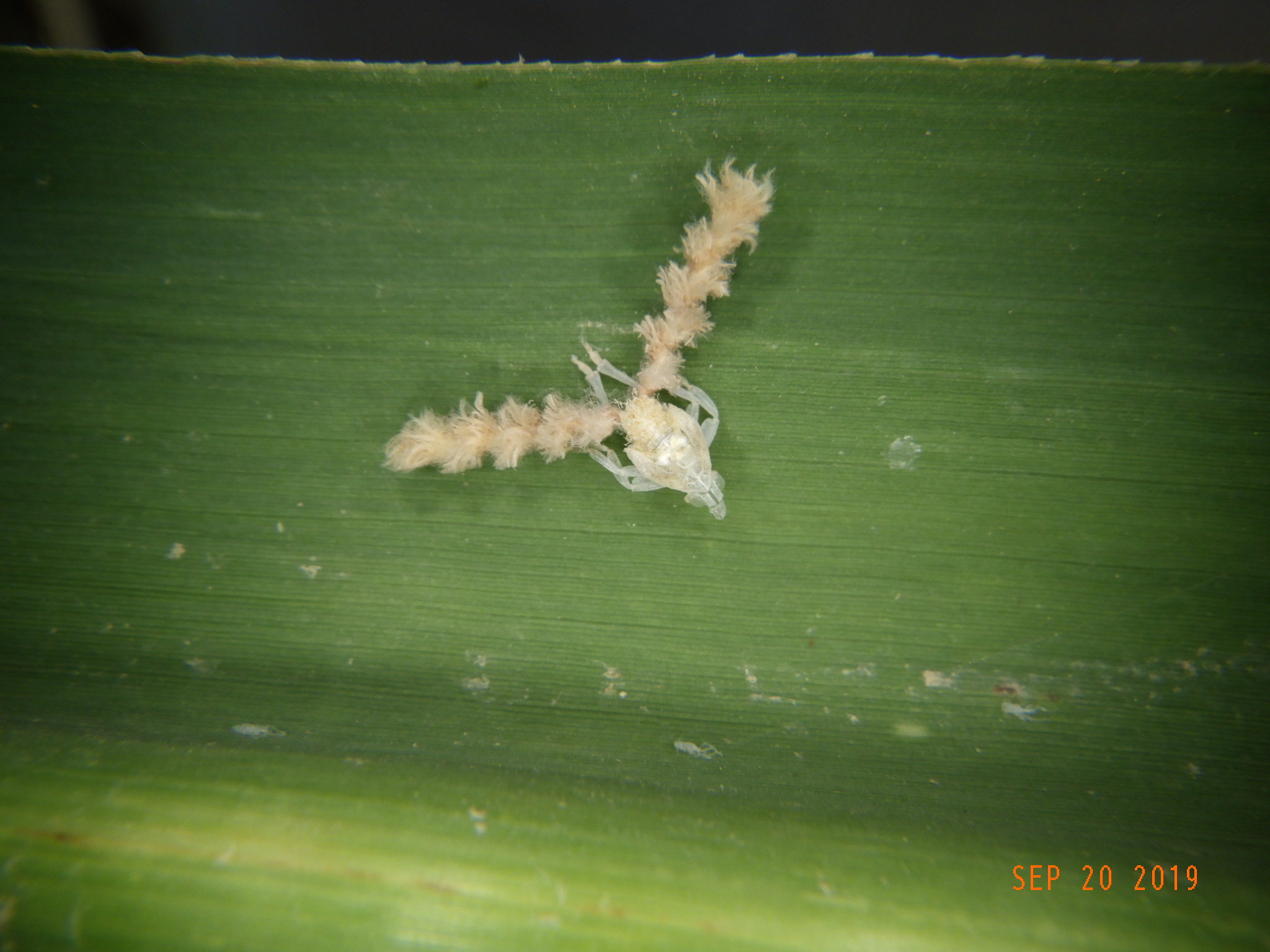 Sugarcane Pyrilla (Scientific name - Pyrilla perpusilla)